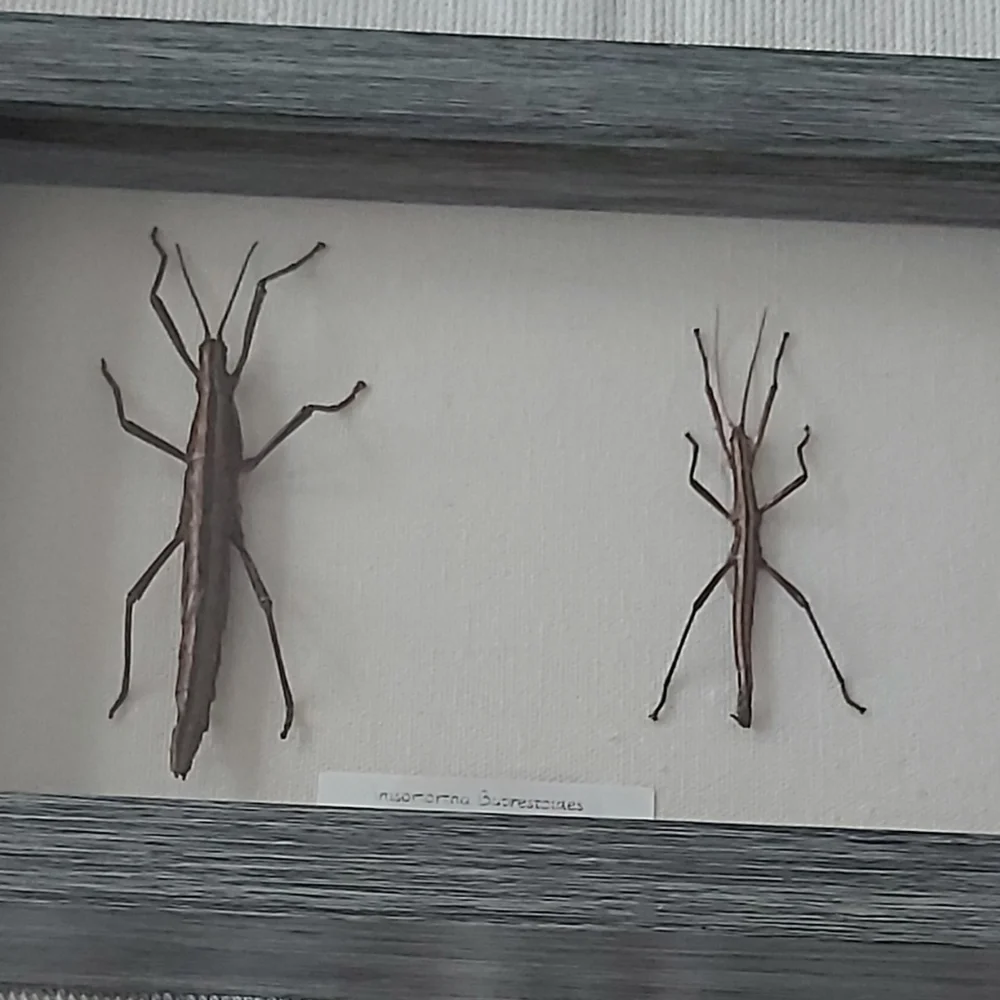 Framed Stick Insect Display - Picture 1 of 3
